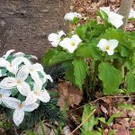 French beaded trillium bouquet next to a natural trillium